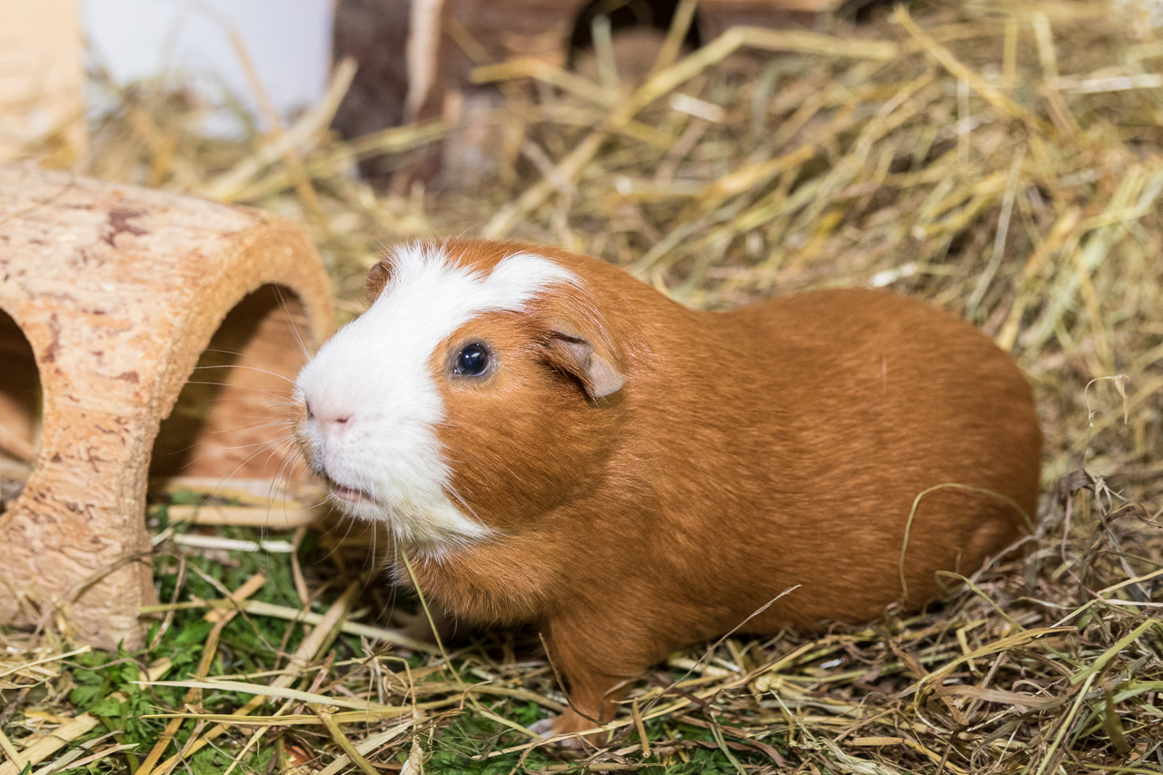 Meerschweinchen